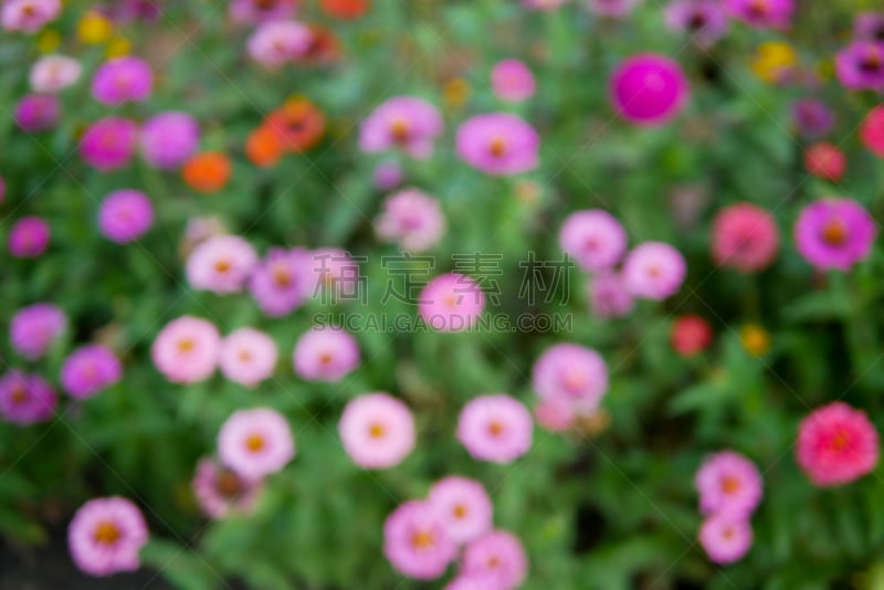 鱼尾菊,运动模糊,背景,背景虚化,接力赛,花坛,美,水平画幅,无人,夏天