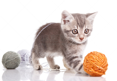 嬉戏的,小猫,自然,水平画幅,小的,可爱的,猫科动物,爪子,卢克·扬,动物身体部位