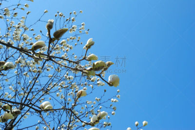 玉兰类,花朵,单车道,校园,天空,美,公园,休闲活动,水平画幅,早晨