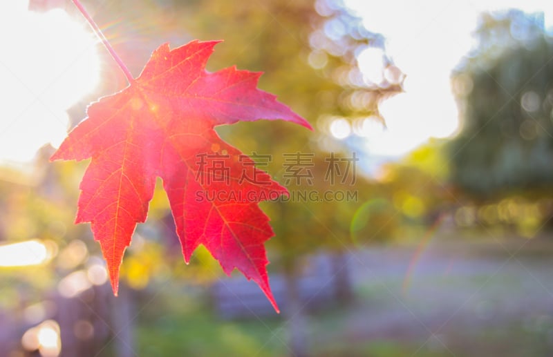 枫叶,秋天,水平画幅,户外,图像,特写,树林,植物,彩色图片,骄傲