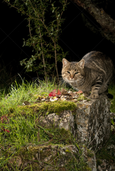 夜晚,猫,食品,垂直画幅,无人,鸟类,户外,被抛弃的,哺乳纲,看