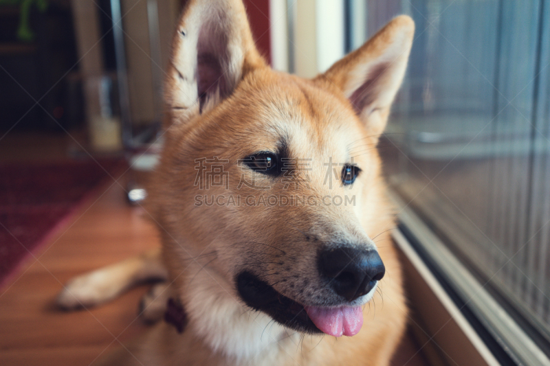 等,狗,业主,柴犬,褐色,幸福,纯种犬,水平画幅,日本,肖像