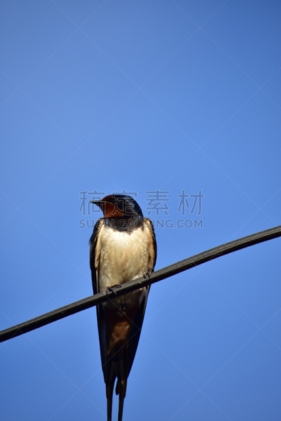 燕子,欧洲,电缆,自然,垂直画幅,野生动物,水平画幅,无人,蓝色,鸟类