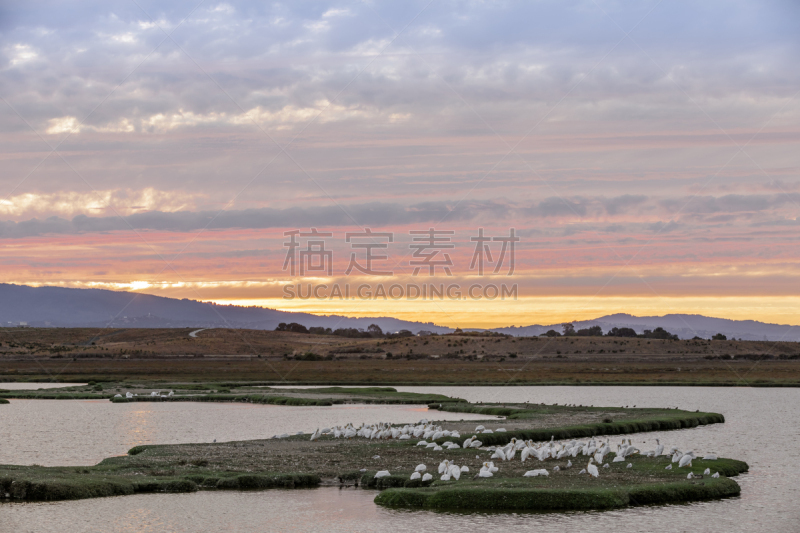 天空,自然,沼泽,密封食品,美洲白鹈鹕,羊群,云景,野生动物,白鹈鹕,环境