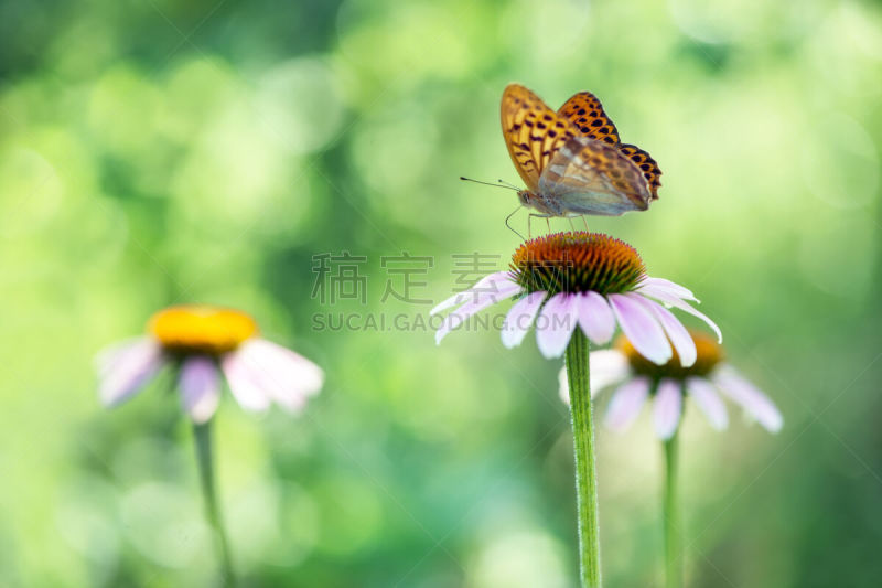 夏天,蝴蝶,园林,白昼,金花菊,平衡折角灯,银晕豹纹蝶,授粉,花,收集