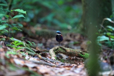 马来西亚,雄性动物,皮塔饼,头球,蓝色,自然,美,danum valley conservation area,野生动物,水平画幅