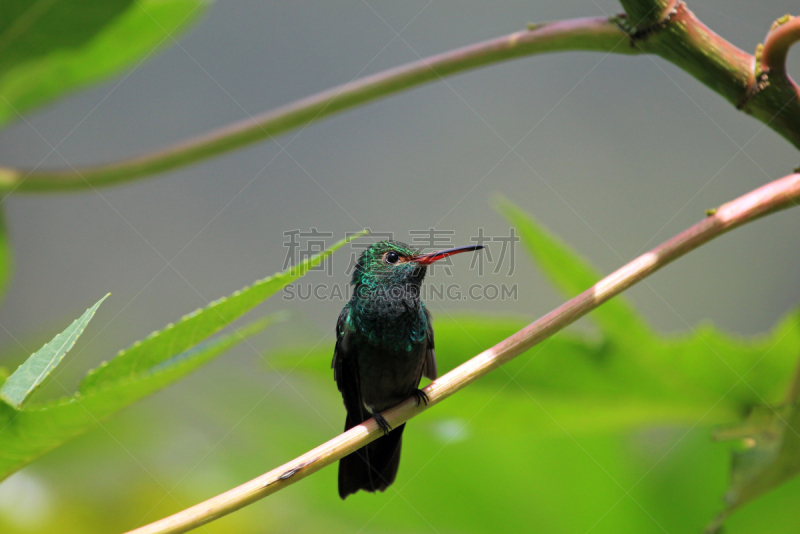 开叉尾翠绿色蜂鸟,尼加拉瓜,蜂鸟,圣伯纳犬,枝,祖母绿,blue chinned sapphire hummingbird,翠绿色蜂鸟,红褐色尾蜂鸟,红褐色蜂鸟