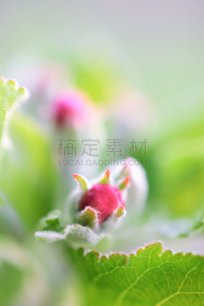 苹果,枝,花朵,果园,垂直画幅,美,特写,花束,花蕾,白色