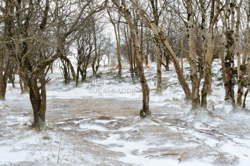 雪,树林,水平画幅,山,无人,户外,冬天,著名景点,风景