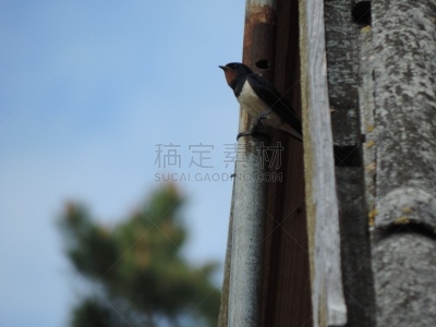 鸟类,白鹡鸰,家燕,自然,水平画幅,小的,无人,春夏系列,北美歌雀,爱沙尼亚