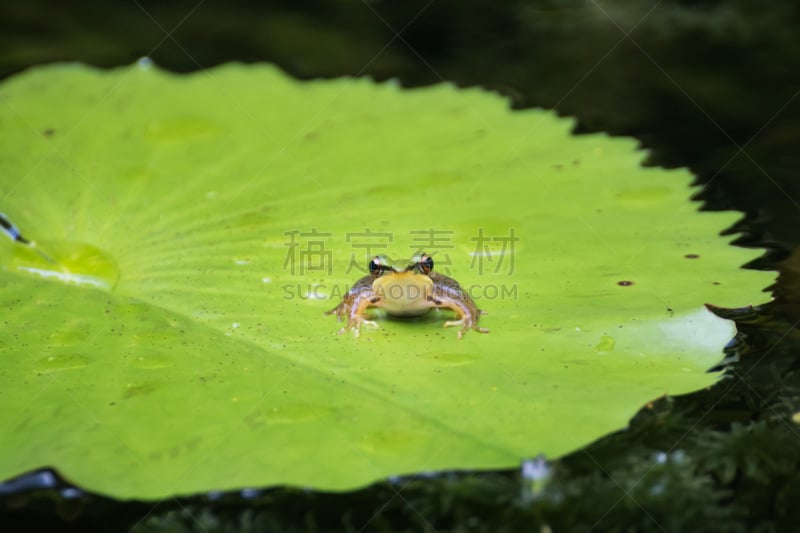 青蛙,叶子,树蛙,荷花,红眼树蛙,巴拿马,留白,水平画幅,动物身体部位,特写