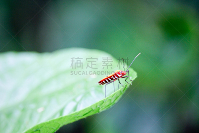 棉二点红蝽象,heteroptera,动物背脊,水平画幅,夏天,特写,泰国,彩色图片,害虫,热带气候