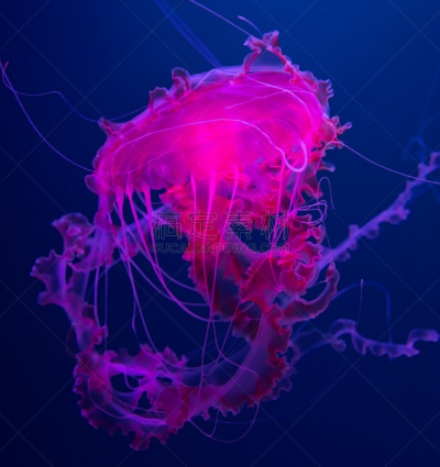 特写,水母,粉色,风景,垂直画幅,水,美,灵性,大西洋,bell jellyfish