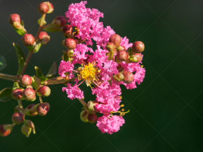 夏天,大特写,crepe myrtle tree,体育活动,组图,myrtle-beech tree,昆士兰州,水平画幅,无人,园艺