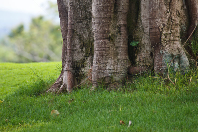 base of the tree trunk