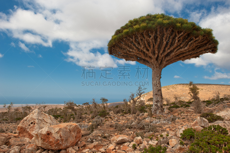 龙血树,索科特拉岛,也门,高原,自然,天空,稀缺,索科特龙血树,水平画幅,地形