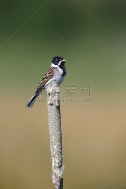 芦鹀,鹭管鱼,装饰旗,沼泽,芦苇,自然,垂直画幅,野生动物,无人,鸟类