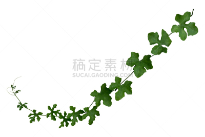 背景分离,白色背景,有蔓植物,分离着色,铁线莲,常春藤,热带气候,长的,边框,泰国