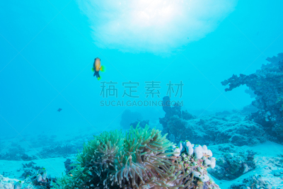 马尔代夫海葵,水,水平画幅,水肺潜水,水下,户外,特写,银线小丑,礁石,热带气候