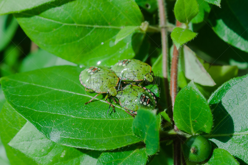 自然,菜园,水平画幅,绿色,小的,生物,无人,户外,胸腔,green shield bug