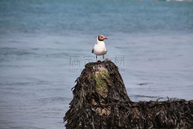 岩石,海鸥,海滩,水平画幅,无人,鸟类,户外,雅茅斯,怀特岛,摄影