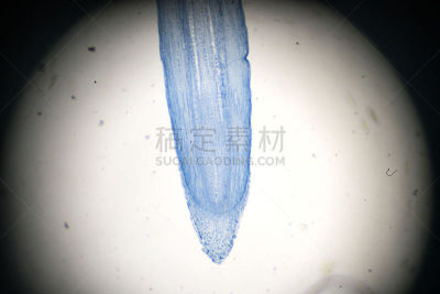 根部,放大效果,小费,里拉符号,欧洲赤松,轻的,玉米属,在下面,生物学,显微镜