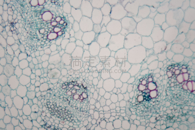 显微镜,茎,向日葵,细胞核,水平画幅,木质部,显微图片,微生物学,无人,科学
