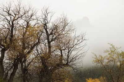雾,山,白杨山区,暴风雨,水平画幅,秋天,雪,三叶杨,无人,湿