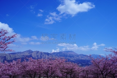 樱桃树,山脉,摄像机拍摄角度,公园,当地著名景点,彩色背景,景观设计,云,枝繁叶茂