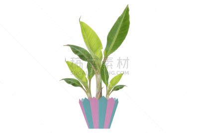 锅,香蕉树,刺刀,丰,丝兰,人造的,水平画幅,无人,鸟类,夏天