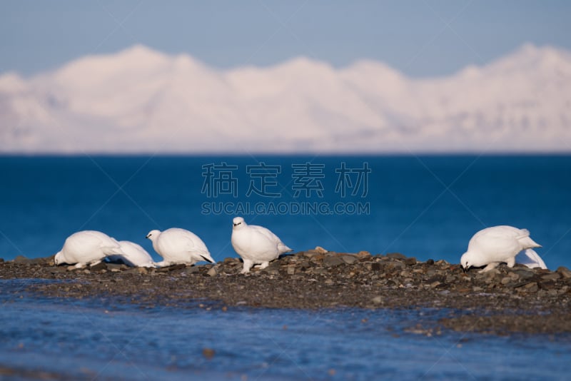 鸟类,白色,冬天,山鹑,斯瓦尔巴德群岛,北极,日光,南极洲,白昼,柳树