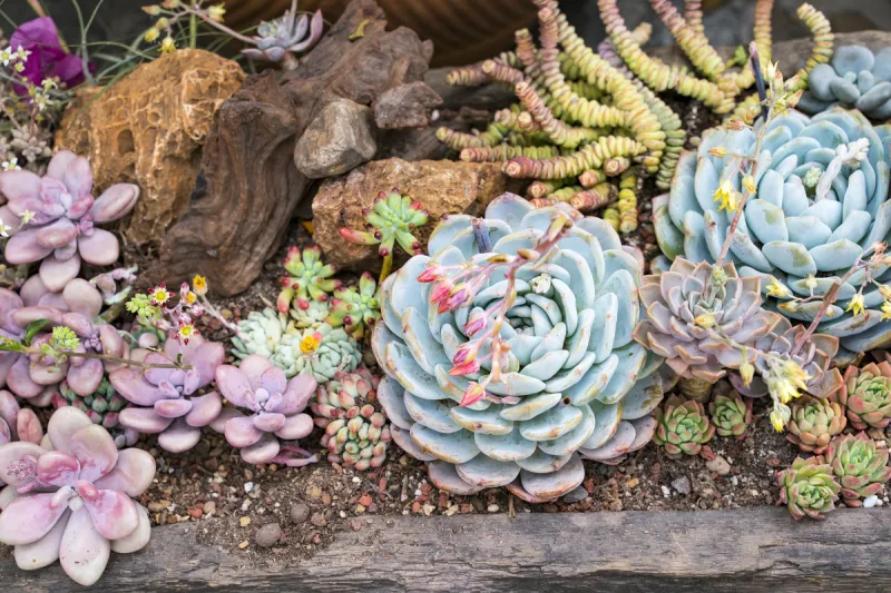小的 多肉植物 农业 景天属植物 中国 屋顶 植物 户外 纹理 园艺图片素材下载 稿定素材