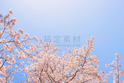 桜の花。日本の象徴的な花木。