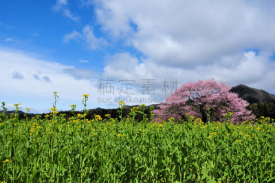 樱桃树,天空,水平画幅,樱花,芜菁,芸苔,长野县,无人,户外,仅一朵花