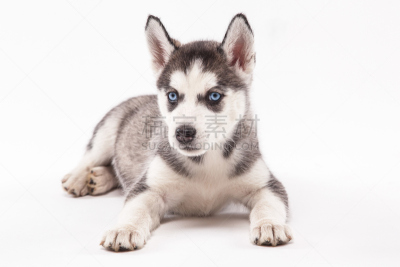 小狗,白色背景,雪橇犬,爱斯基摩犬,阿拉斯加雪橇犬,西伯利亚哈士奇犬,幼兽,美,水平画幅,工作室