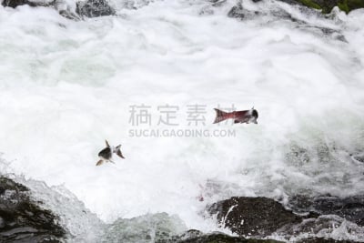 红大马哈鱼,阿拉斯加,鲑鱼,自然,水,野生动物,美国,水平画幅,瀑布,无人