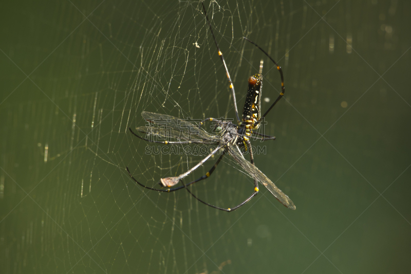 蜻蜓,banded-legged golden orb-web spider,自然,野生动物,水平画幅,蜘蛛网,奇旺,特莱,蜘蛛纲,印度次大陆