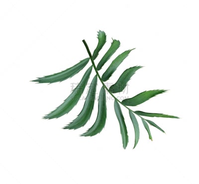 棕榈树,叶子,绿色,白色背景,分离着色,水平画幅,spa美容,椰子,夏天,泰国