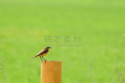枝繁叶茂,自然,小的,黄鹡鸰,背景,留白,水平画幅,无人,鸟类,动物习性
