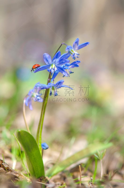 春天,斯库拉,雪花莲,瓢虫,活力,彩色背景,浪漫,柔和色,园林,户外