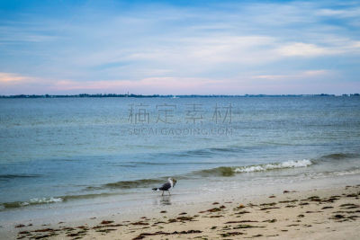 佛罗里达,巨型黑背海鸥,迈尔斯堡酒店,创世纪,野生动物,哺乳纲,草,动物,鸟类,麦尔斯堡海滩