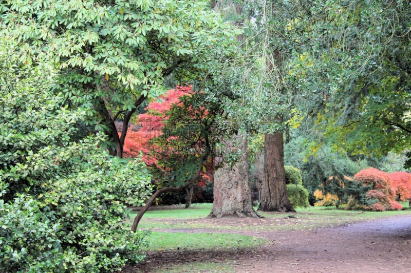 秋天,颜色,坎普登,韦斯顿伯特,forest of dean,树园,格洛斯特郡,水平画幅,无人,英格兰