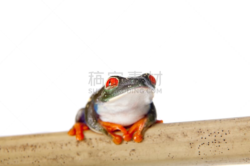 红眼树蛙,夜晚,白色背景,玻璃缸,气候,水平画幅,无人,动物身体部位,热带雨林,沼泽