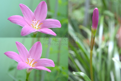 粉色,雨,信笺针,百合花,美,水平画幅,无人,户外,泰国,单子叶植物