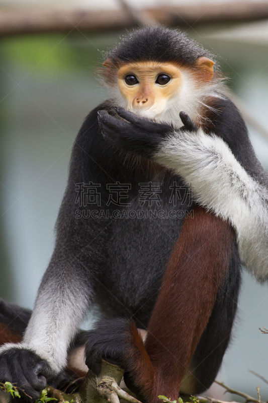 可爱的,douc langur,垂直画幅,褐色,犯人,北方长尾瘦猴,特写,泰国,哺乳纲,叶猴