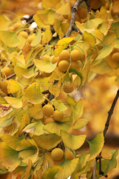 水果,银杏树,自然,垂直画幅,秋天,无人,色彩鲜艳,户外,特写,自然美