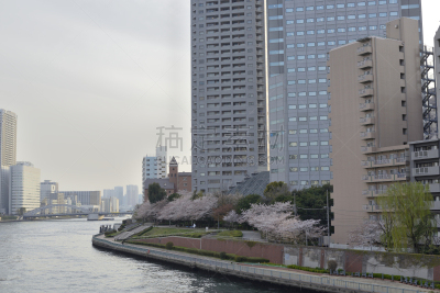 春天,伦敦城,刺针樱桃树木,月岛,晴美区,美洲稠李,银座,river sumida,斜拉桥,中央区