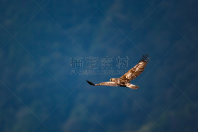 金雕,野生动物,食肉鸟,水平画幅,日本,鸟类,巨大的,动物身体部位,野外动物,户外