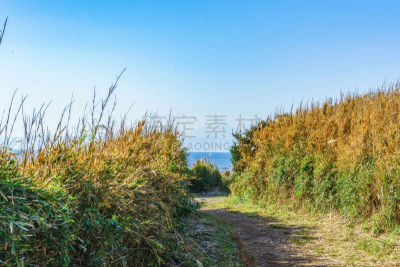 富士山,神奈川县,小路,岛,野餐,著名景点,户外活动,植物,休闲活动,户外