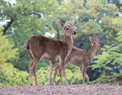 brow-antlered deer,美,水平画幅,无人,动物身体部位,草,眉毛,人的眼睛,哺乳纲,汉堡包